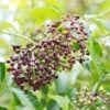 Wyldewood Elderberry -Fruit Tree Home shutterstock 1171907257