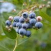 Alpha MINI Blues™ Blueberry 2 Alpha MINI Blues™ Blueberry -Fruit Tree Home shutterstock 1192869691