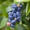 Spartan Blueberry -Fruit Tree Home shutterstock 1195250827 1