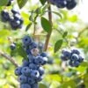 Alpha Misty Blueberry -Fruit Tree Home shutterstock 1195250830 1