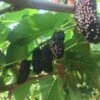 Illinois Everbearing Mulberry 2 Illinois Everbearing Mulberry -Fruit Tree Home shutterstock 1207018774