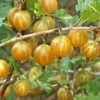 Hinnomaki Yellow Gooseberry -Fruit Tree Home shutterstock 138667280