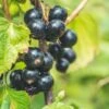 Titania Black Currant 1 Titania Black Currant -Fruit Tree Home shutterstock 1454867285