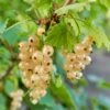 Blanca White Currant 1 Blanca White Currant -Fruit Tree Home shutterstock 1551737345