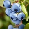 Alpha Burgundy Maine Blueberry 1 Alpha Burgundy Maine Blueberry -Fruit Tree Home shutterstock 156414977 1