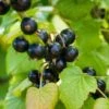 Otelo Black Currant -Fruit Tree Home shutterstock 288370247