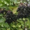 Nova Elderberry -Fruit Tree Home shutterstock 345309935