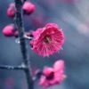 Kanko Bai Flowering Apricot -Fruit Tree Home shutterstock 36221416