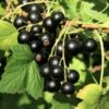 Wellington XXX Black Currant -Fruit Tree Home shutterstock 49241371