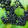 Adams Elderberry -Fruit Tree Home shutterstock 524234776