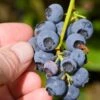 Alpha Northblue Blueberry 1 Alpha Northblue Blueberry -Fruit Tree Home shutterstock 53094361