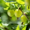 Whitesmith Gooseberry