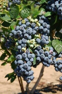 Bluecrop Blueberry -Fruit Tree Home shutterstock 56671291 1 6fd18337 27d0 4f4c b4fb 305eff07b131