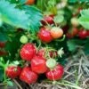 Capron Musk Strawberry -Fruit Tree Home shutterstock 56673937