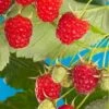 Cascade Delight Raspberry Bundle (5 Plants) -Fruit Tree Home shutterstock 56724127 02deb844 cdbd 4b40 b3bb b6b1eb7b7921