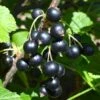 Kirovchanka Black Currant -Fruit Tree Home shutterstock 652922467
