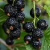 Ben Sarek Black Currant -Fruit Tree Home shutterstock 688798615
