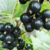 Hilltop Baldwin Black Currant -Fruit Tree Home shutterstock 692408818