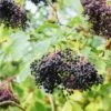 Korsor Elderberry 2 Korsor Elderberry -Fruit Tree Home shutterstock 722683237 1