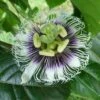 Black Knight Passiflora 2 Black Knight Passiflora -Fruit Tree Home shutterstock 744206440