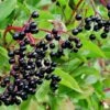 Allesoe Elderberry -Fruit Tree Home shutterstock 770835322