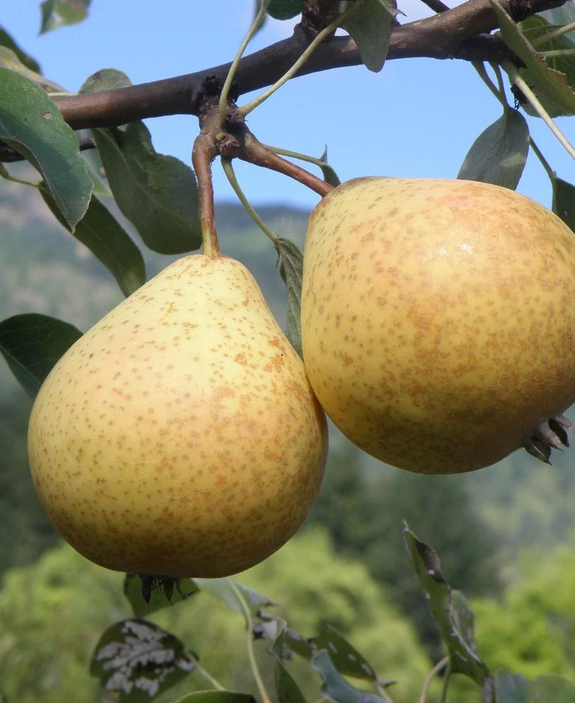 Hendre Huffcapp European Perry Pear 3 Hendre Huffcapp European Perry Pear