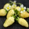 Yellow Alpine Strawberry 2 Yellow Alpine Strawberry -Fruit Tree Home shutterstock image 1 1 1
