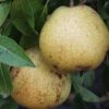 White Doyenne European Pear -Fruit Tree Home shutterstock image 8 1