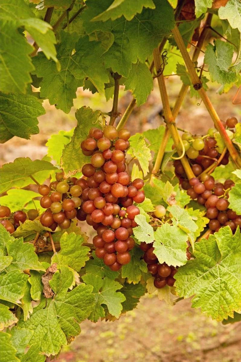 Siegerrebe Grape 3 Siegerrebe Grape