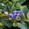 Bushel And Berry® Silver Dollar® Blueberry -Fruit Tree Home sildol
