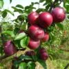 Honeycrisp And Spartan Apple Bundle (3 Trees) -Fruit Tree Home spartan apple tree p94 984 zoom 1024x1024 b9308095 4f6d 4618 af72 d48accb7619a