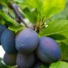 Combo European Plum Tree (4 Varieties) -Fruit Tree Home stanley plum 2