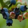 Alpha Star Blueberry -Fruit Tree Home star