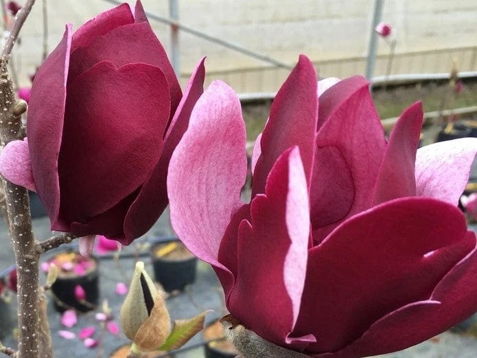 Tinkerbelle Magnolia 3 Tinkerbelle Magnolia