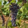 Joy Seedless Grape 2 Joy Seedless Grape -Fruit Tree Home tgjoy 600x400 1
