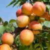 Tomcot Apricot -Fruit Tree Home tomcot apricot