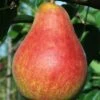 Combo European Pear Tree (4 Varieties)