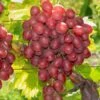 Vanessa Seedless Grape -Fruit Tree Home vanessa grape 1