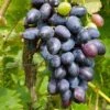 Venus Seedless Grape -Fruit Tree Home venus grape 1