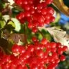 Ukraine Highbush Cranberry -Fruit Tree Home viburnum opulus 1