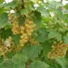 White Imperial White Currant -Fruit Tree Home whiteimp