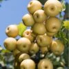 Yoinashi Asian Pear -Fruit Tree Home yoinashi pear